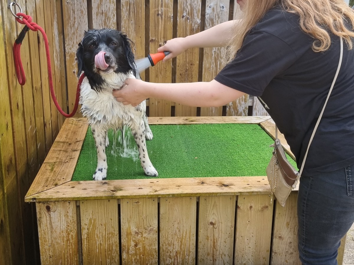 Dagje weg, hond mee in 2026