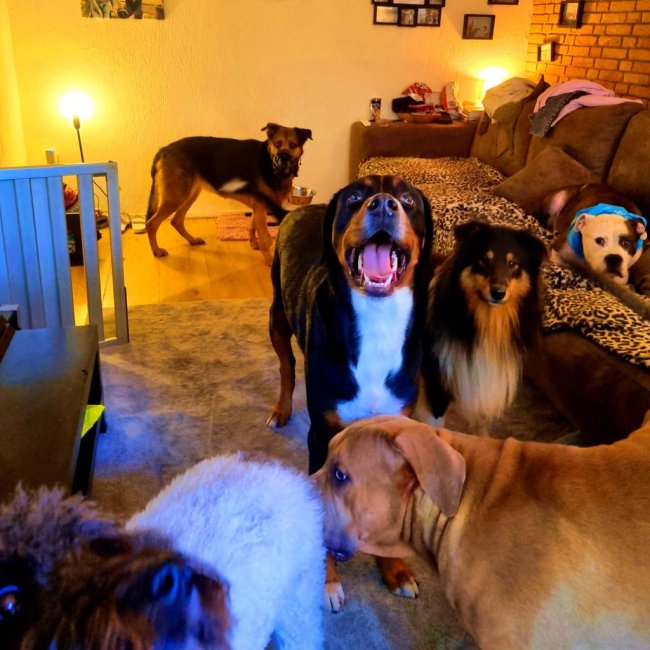 honden en roedeltraining