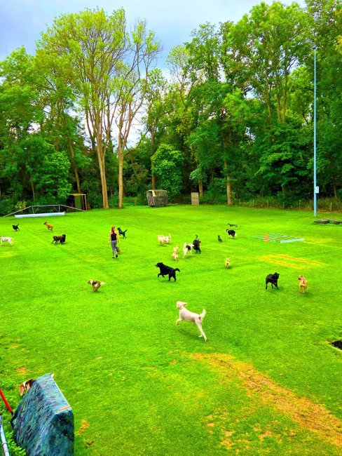 honden en roedeltraining