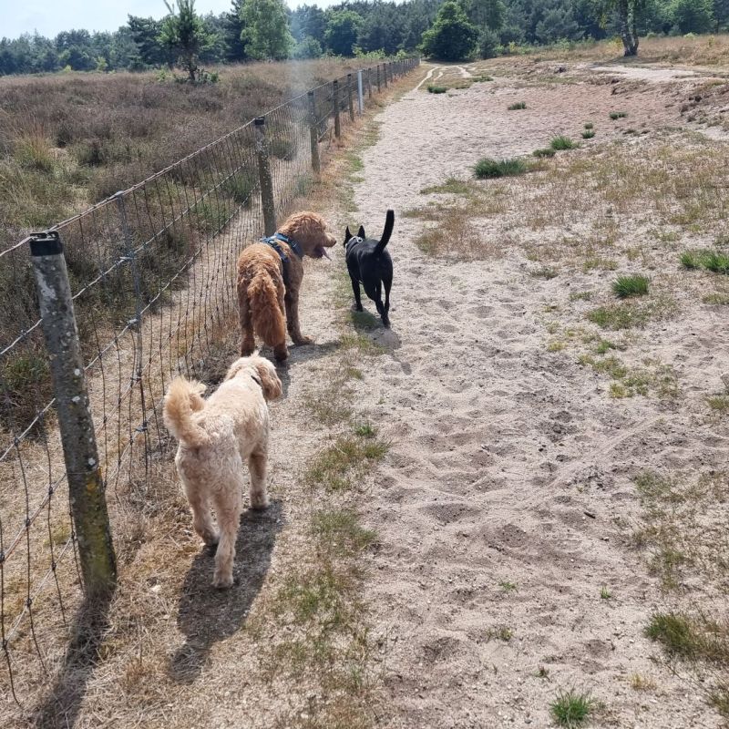 Dagje weg hond mee van het jaar